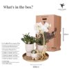 Komplettes Pflanzenset Luxury Living | Grünpflanzen mit weißer Phalaenopsis-Orchidee inkl. Keramik-Ziertöpfe und Zubehör