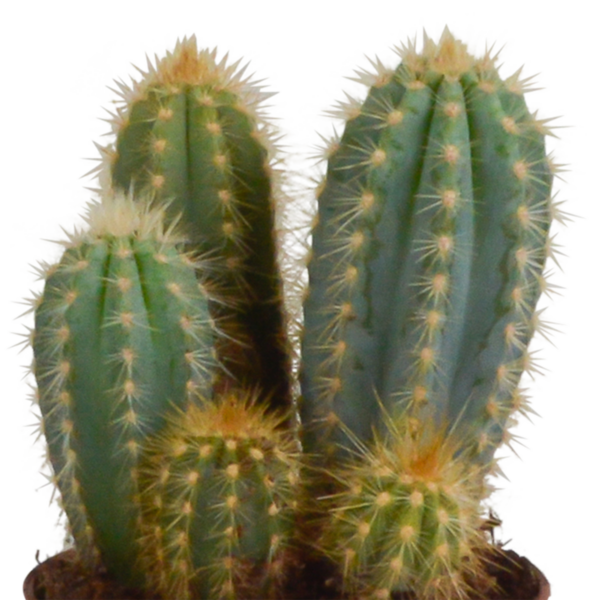 thumbnail_6000-844.png Cereus-Mischung 10,5 cm - 3x - im Mexicaanse Topf