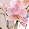 KOMBI ANGEBOT von 2 altrosa Phalaenopsis Orchideen - Treviso