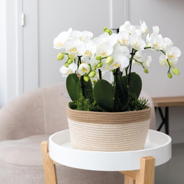 thumbnail_6000-947.jpg Weißes Orchideen-Set im Baumwollkorb inkl. Wassertank