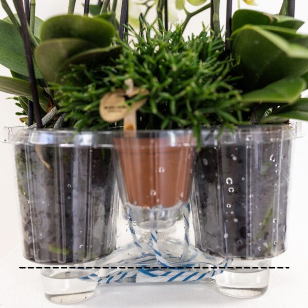 thumbnail_6000-952.jpg Weißes Orchideen-Set im Baumwollkorb inkl. Wassertank