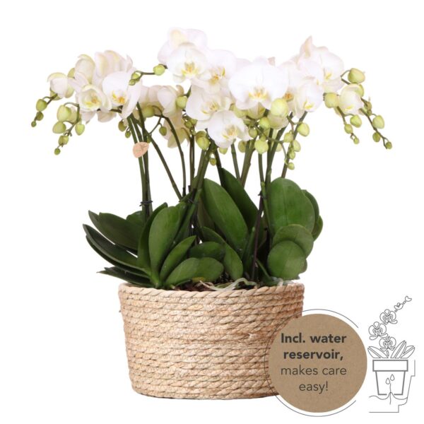thumbnail_6000-957.jpg Weißes Orchideen-Set im Schilfkorb inkl. Wassertank