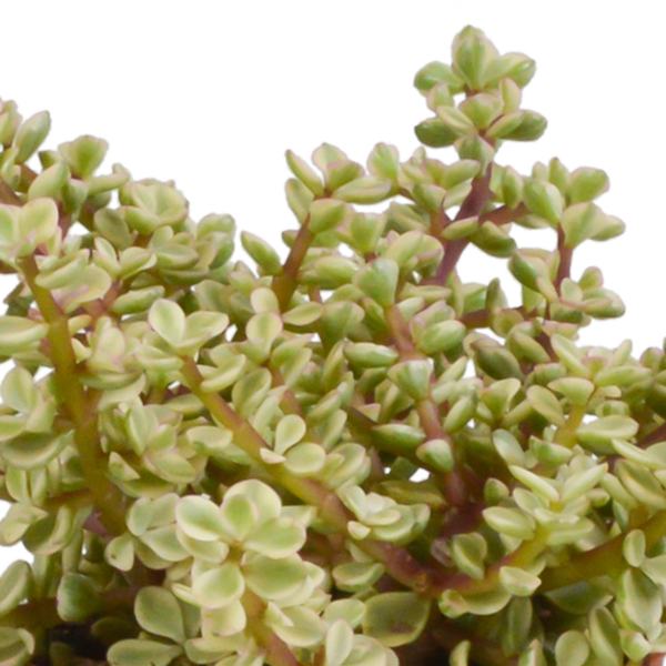 thumbnail_6000-957.png Crassula mix im terracotta Topf | 3 Stücke