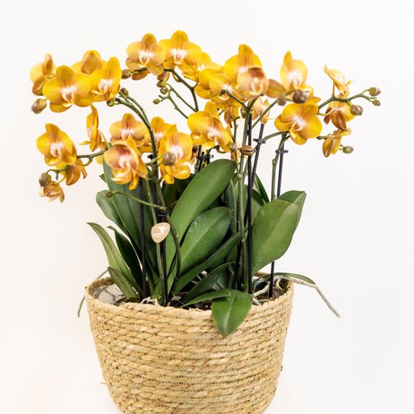 thumbnail_6000-958.jpg Orange Orchideen-Set im Schilfkorb inkl. Wassertank