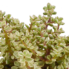 Crassula mix im terracotta Topf | 3 Stücke