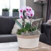 Rosa Phalaenopsis Orchidee - Niagara Fall
