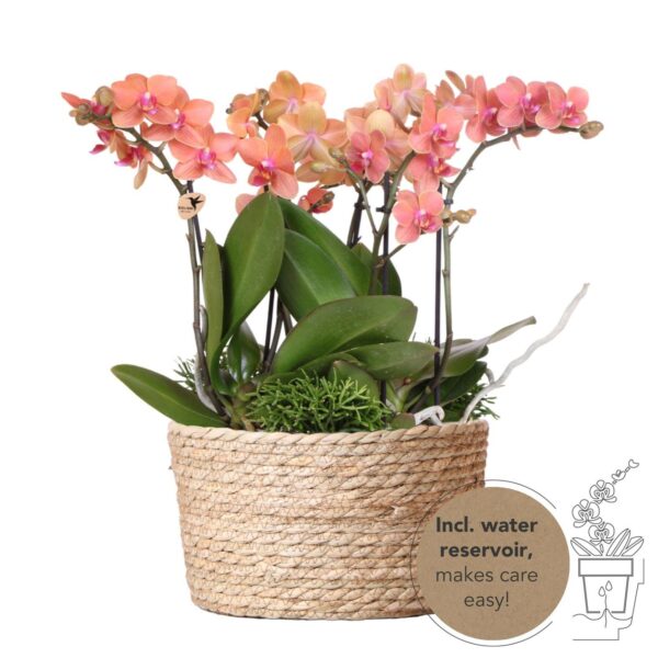 thumbnail_6000-989.jpg orangefarbenes Pflanzenset im Schilfkorb inkl. Wassertank | drei orangefarbene Orchideen Bozen 9cm und drei Grünpflanzen Rhipsalis | Dschungelstrauß orange mit autarkem Wassertank