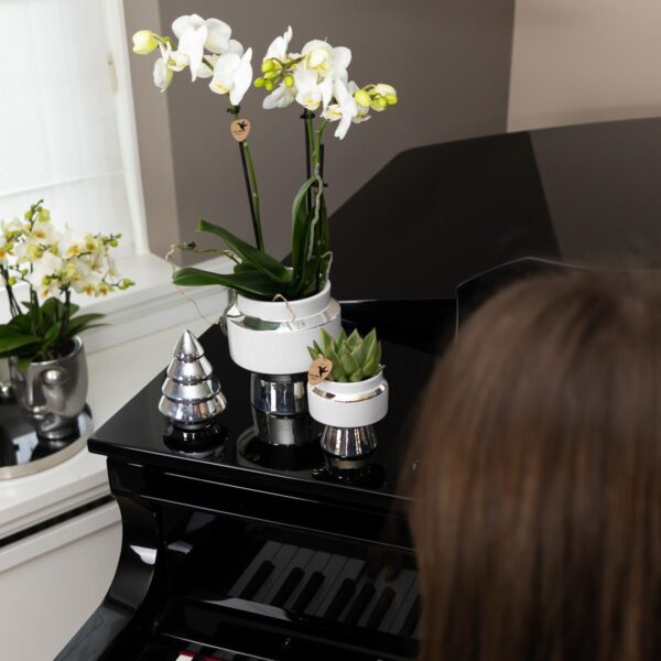 Set aus weißer Orchidee und Sukkulent auf Silbertablett