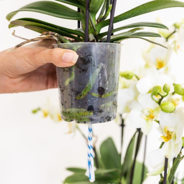 thumbnail_6000-994.jpg orangefarbenes Pflanzenset im Schilfkorb inkl. Wassertank | drei orangefarbene Orchideen Bozen 9cm und drei Grünpflanzen Rhipsalis | Dschungelstrauß orange mit autarkem Wassertank