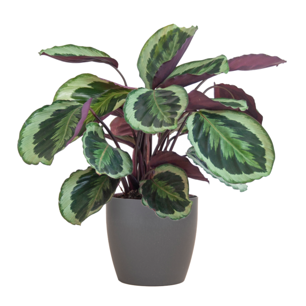thumbnail_6000-1010.png Calathea Medaillon mit Viber Grau