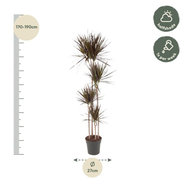 thumbnail_6000-1085.jpg Dracaena Magenta