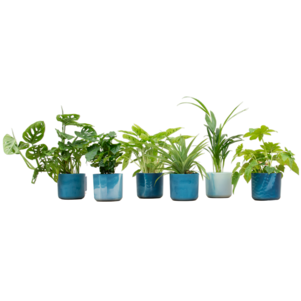 thumbnail_6000-117.png Planten inklusive elho Ocean Round atlantisch Blau | 6 Stücke