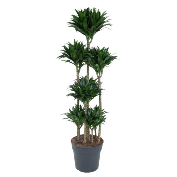 thumbnail_6000-1173.jpg Dracaena Compacta Carrousel