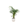 Kentia Palme inklusive elho Vibes Fold Round Weiß