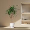 Dracaena Draco verzweigt