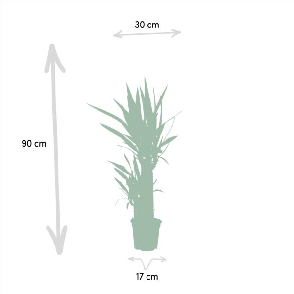 thumbnail_6000-2048.jpg Yucca