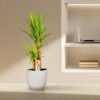 Yucca