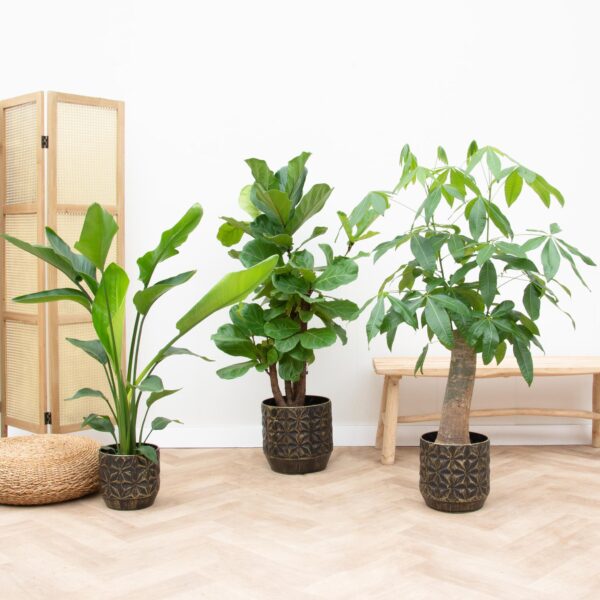 thumbnail_6000-2112.jpg Strelitzia Nicolai - Wout L - Ficus Lyrata verzweigt | 3 Stücke