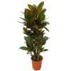 Codiaeum (Croton) Petra verzweigt