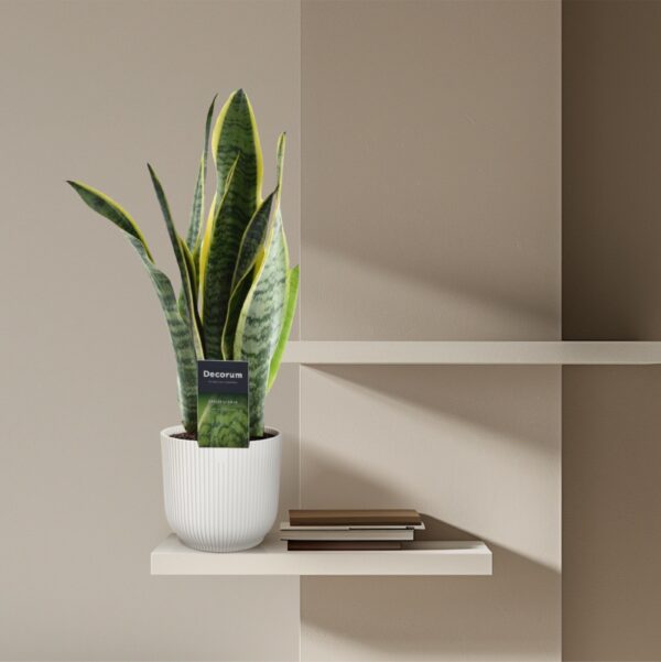 thumbnail_6000-293.jpg Sansevieria Laurentii