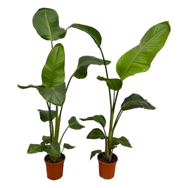 thumbnail_6000-3.jpg Strelitzia Nicolai | 2 Stücke