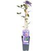 Clematis Multi Blue