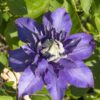 Clematis Multi Blue