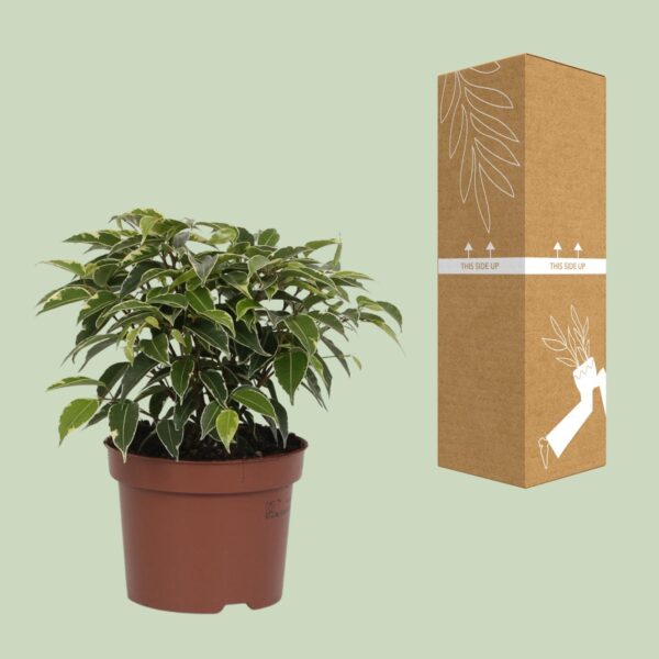thumbnail_6000-3466.jpg Ficus Benjamina Kinky