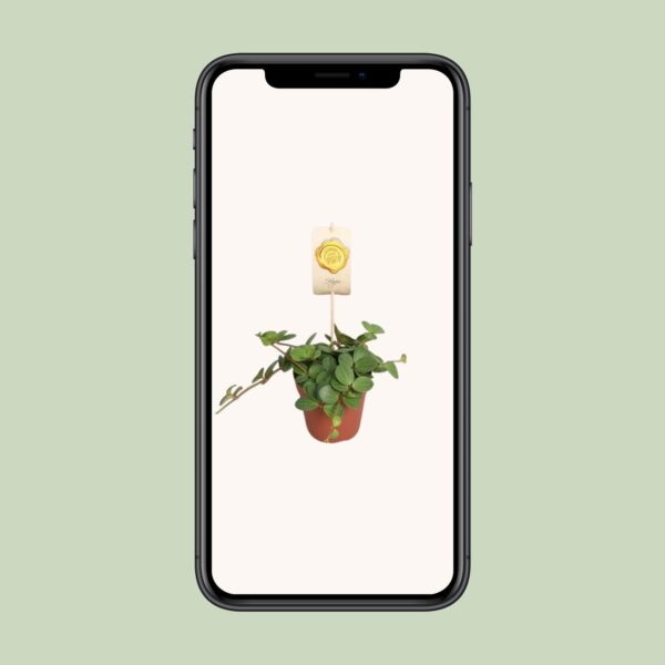thumbnail_6000-3495.jpg Peperomia Hope