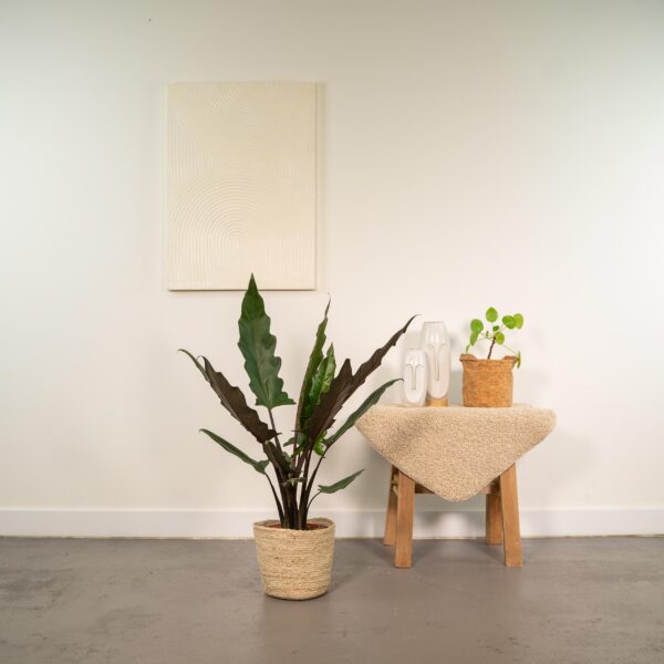 thumbnail_6000-3544.jpg Alocasia Lauterbachiana