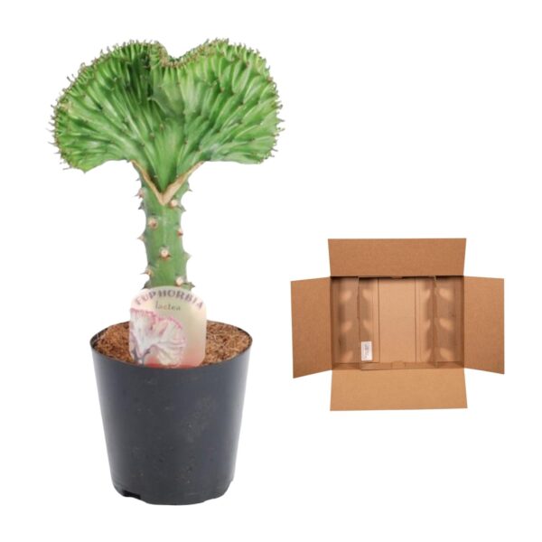 thumbnail_6000-378.jpg Euphorbia lactea Cristata Grün