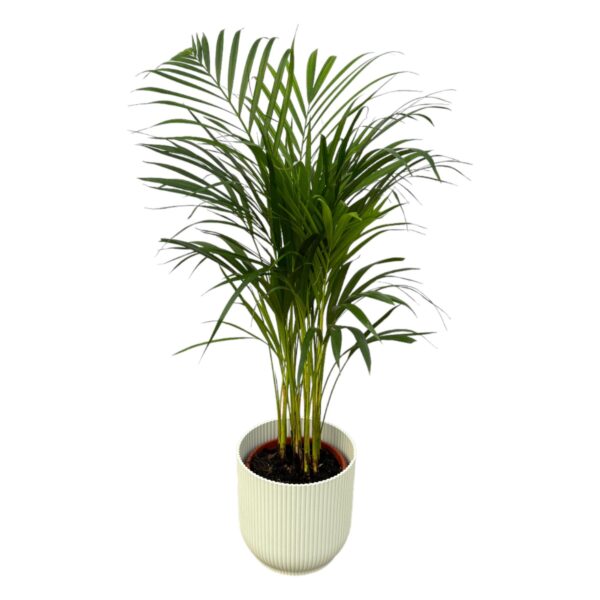 thumbnail_6000-409.jpg Areca Palme inklusive elho Vibes Fold Round Weiß