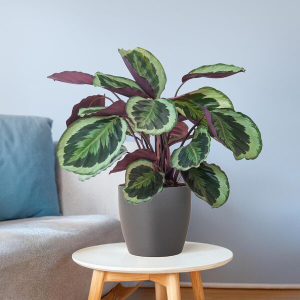 thumbnail_6000-4118.jpg Calathea Medaillon mit Viber Grau