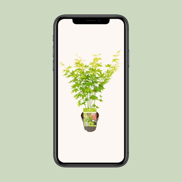 thumbnail_6000-4344.jpg Acer palm. 'Going Green'
