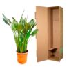 Strelitzia Reginae XL