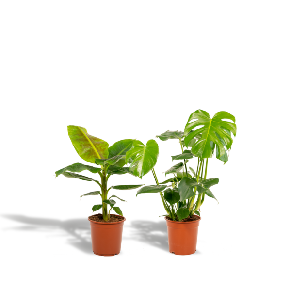 thumbnail_6000-760.png Monstera Deliciosa