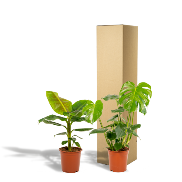 thumbnail_6000-763.png Monstera Deliciosa