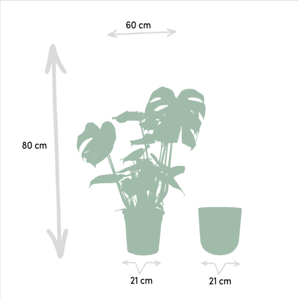 thumbnail_6000-765.png Monstera Deliciosa im Topf Mayk Lead