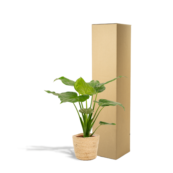 thumbnail_6000-853.png Alocasia Cucullata