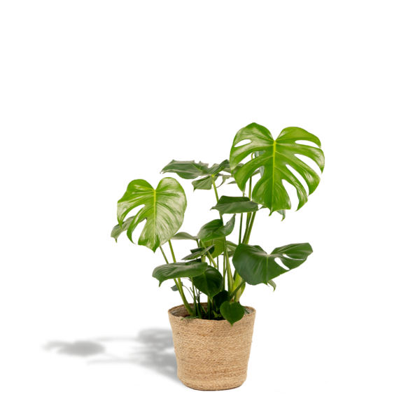 thumbnail_6000-857.png Monstera Deliciosa