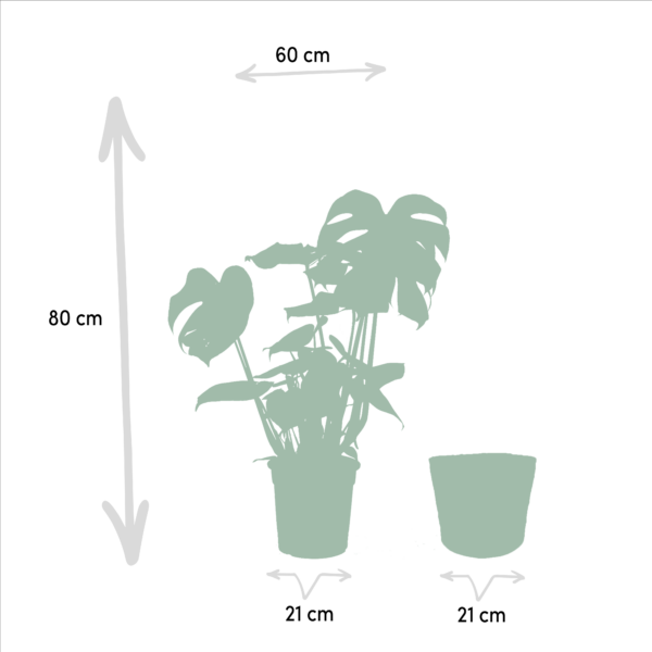 thumbnail_6000-858.png Monstera Deliciosa