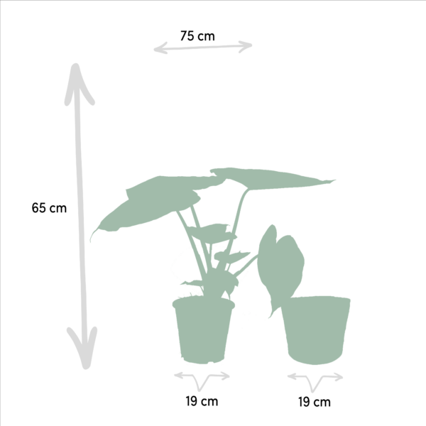 thumbnail_6000-864.png Alocasia Wentii