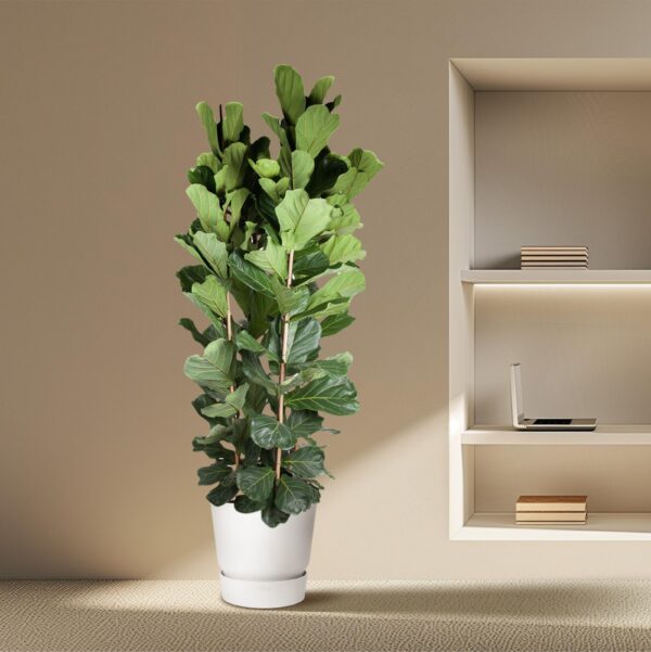 thumbnail_6000-960.jpg Ficus Lyrata Strauch