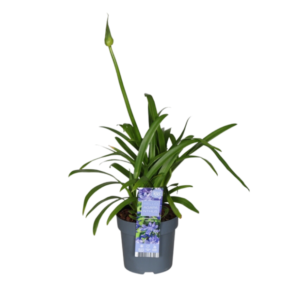 thumbnail_6000-1037.png Agapanthus 'Charlotte' - ↨20cm - Ø14