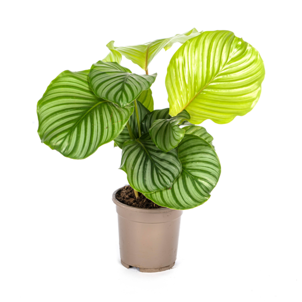 thumbnail_6000-1191.png Calathea Orbifolia
