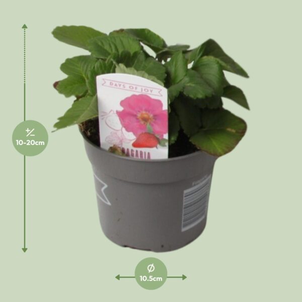 thumbnail_6000-12370.jpg Fragaria Summer Breeze - Ø10,5 ↕20