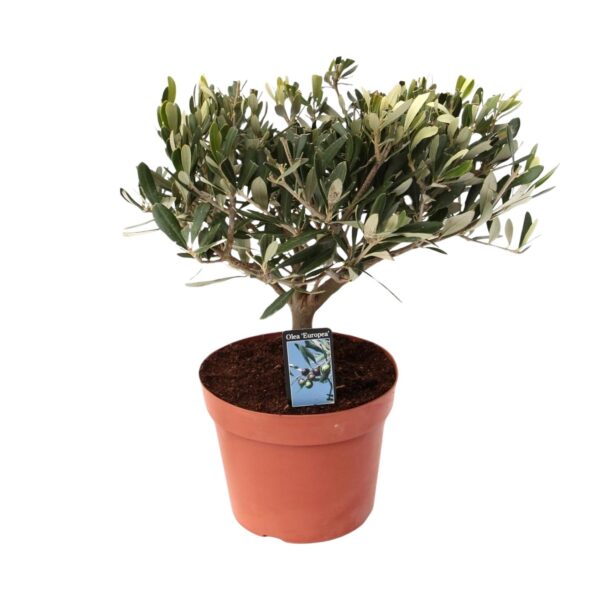 thumbnail_6000-12393.jpg Olea Olive - Ø15cm - ↕35cm