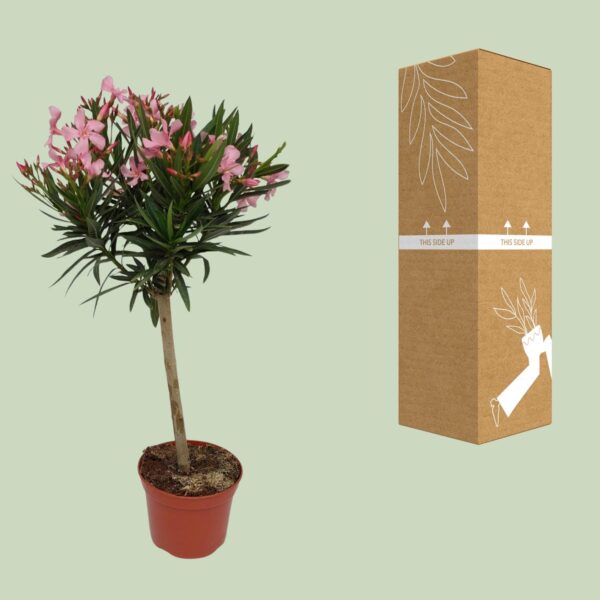 thumbnail_6000-12444.jpg Nerium Oleander - Ø18cm - ↕80cm