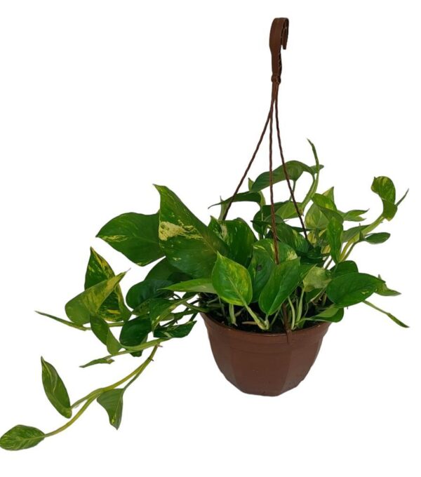 thumbnail_6000-12464.jpg Epipremnum Pinatum Aureum - Ø23 ↕50
