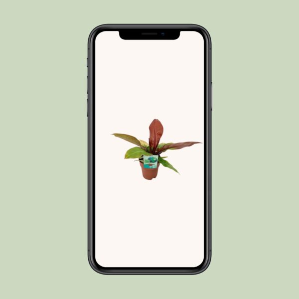 thumbnail_6000-12486.jpg Philodendron Prince Of Orange - Ø19 ↕45